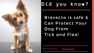 Bravecto is safe & Can Protect Your Dog From  Tick and Flea!