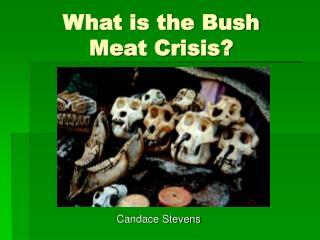 What is the Bush Meat Crisis?