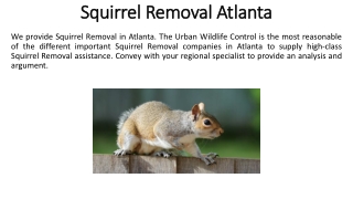 Squirrel Removal in Atlanta