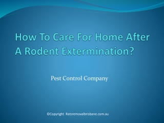 How To Care For Home After A Rodent Extermination?