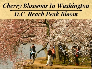Cherry blossoms in Washington D.C. reach peak bloom