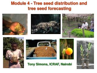 Module 4 - Tree seed distribution and tree seed forecasting