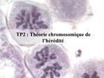 TP2 : Th orie chromosomique de l h r dit