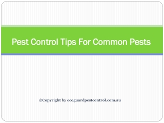 Pest Control Tips For Common Pests