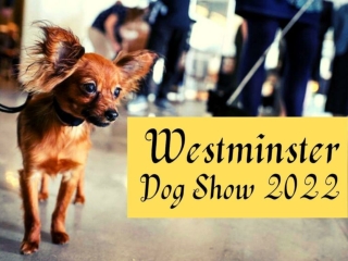 Scenes from the 2022 Westminster Dog Show