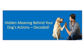 Hidden Meaning Behind Your Dog’s Actions – Decoded!