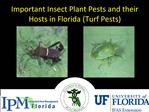 Important Insect Plant Pests and their Hosts in Florida Turf Pests