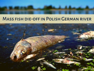 Mass fish die-off in Polish German river