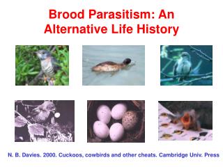 Brood Parasitism: An Alternative Life History