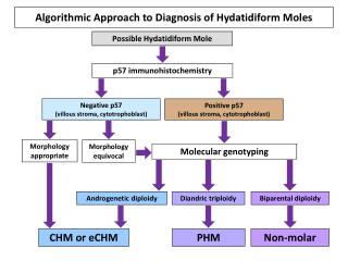 Algorithmic Approach to Diagnosis of Hydatidiform Moles