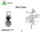 Root Types