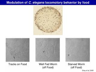 Modulation of C. elegans locomotory behavior by food