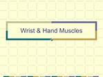 Wrist Hand Muscles