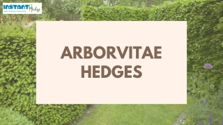 4 Varieties Of Arborvitae Hedges