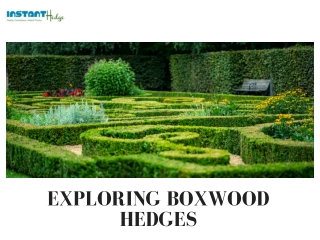 Everything You Need To Know About Boxwood Hedges