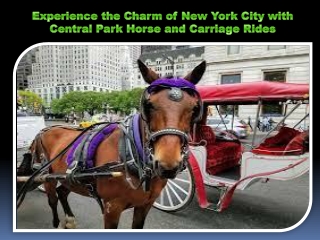 Experience the Charm of New York City with Central Park Horse and Carriage Rides