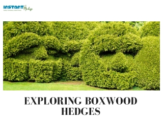 Details About Boxwood Hedges