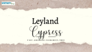 4 Taking Care Tips For Your Plant Leyland Cypress