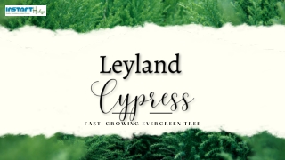 4 Key Points For Taking Care Leyland Cypress