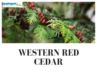 Exploring the Benefits and Beauty of Western Red Cedar