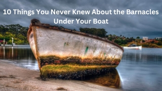 10 Things You Never Knew About the Barnacles Under Your Boat