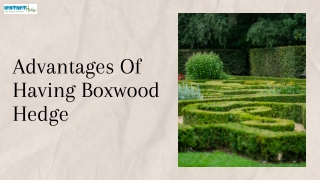 Everything You Need To Know About Boxwood Hedges & Its Advantages