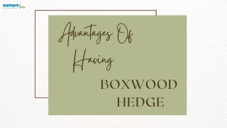 Connect With Nature and House - Understanding the Benefits of Boxwood Hedges
