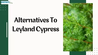 Exploring Alternatives to Leyland Cypress Trees