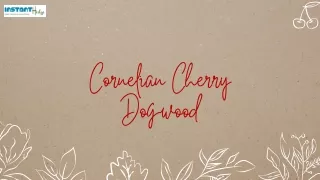 Nature's Well-Kept Secret: The Cornelian Cherry's Delightful Mystique