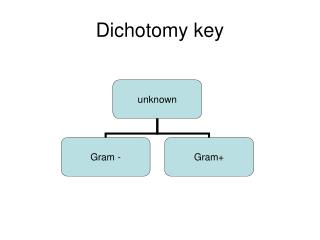 Dichotomy key