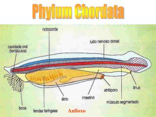 Phylum Chordata