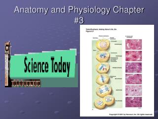 Anatomy and Physiology Chapter #3