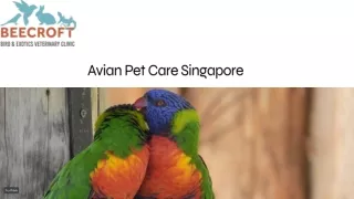 Avian Pet Care Singapore, Bird Veterinary Clinic Singapore