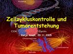 Zellzykluskontrolle und Tumorentstehung