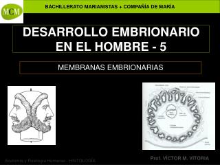 DESARROLLO EMBRIONARIO EN EL HOMBRE - 5