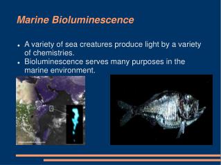 Marine Bioluminescence