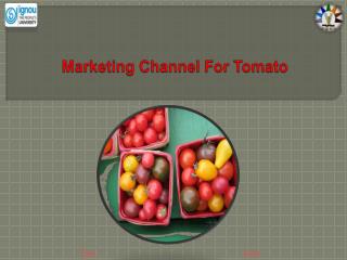 Marketing Channel For Tomato