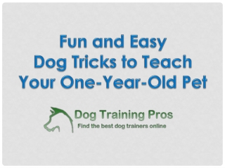 Fun and Easy Dog Tricks to Teach Your One-Year-Old Pet
