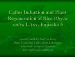 Callus Induction and Plant Regeneration of Rice Oryza sativa L ...
