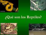 Qu son los Reptiles