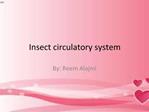 Insect circulatory system