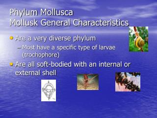 Phylum Mollusca Mollusk General Characteristics