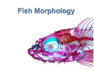 Fish Morphology