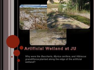 Artificial Wetland at JU