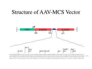 Structure of AAV-MCS Vector
