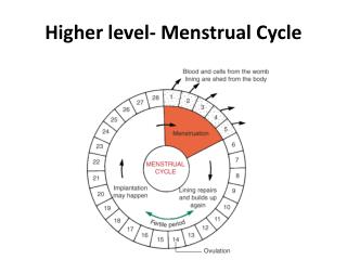 Higher level- Menstrual Cycle