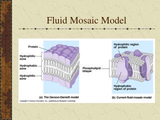 download fluid mosaic model for free