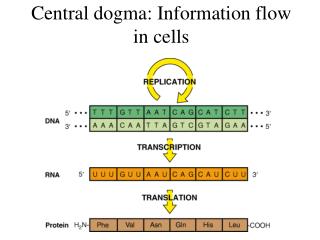 Central dogma: Information flow in cells