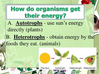 PPT - Energy Transfer Between Organisms PowerPoint Presentation - ID ...