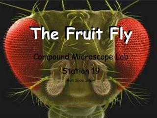 PPT - Name______________ Fruit Fly Genetics Worksheet PowerPoint